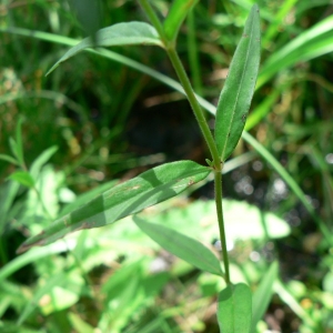 Photographie n°23166 du taxon Epilobium palustre L. [1753]