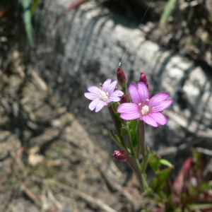 Photographie n°23168 du taxon Epilobium tetragonum L. [1753]