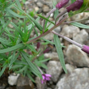 Photographie n°23170 du taxon Epilobium dodonaei subsp. fleischeri (Hochst.) Schinz & Thell. [1923]