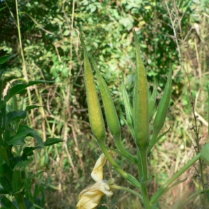 Photographie n°23172 du taxon Oenothera suaveolens Desf. ex Pers. [1805]