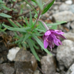 Photographie n°23174 du taxon Epilobium dodonaei subsp. fleischeri (Hochst.) Schinz & Thell. [1923]