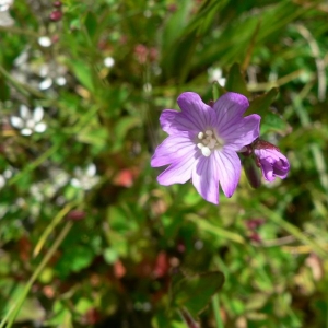 Photographie n°23175 du taxon Epilobium alsinifolium Vill. [1779]