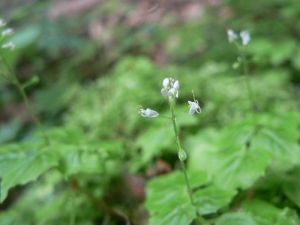 Mathieu MENAND, le 23 juillet 2007 (Arbas)