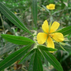 Photographie n°23181 du taxon Ludwigia grandiflora subsp. hexapetala (Hook. & Arn.) G.L.Nesom & Kartesz [2000]