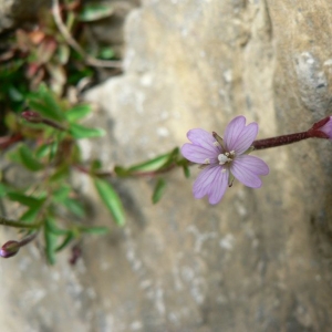 Epilobium hornemannii Schur (Épilobe penché)