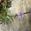  Mathieu MENAND - Epilobium nutans F.W.Schmidt [1794]