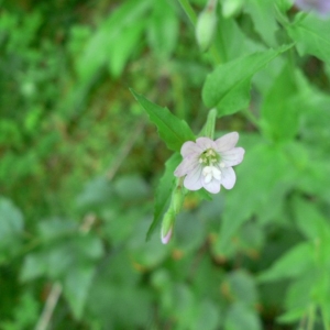 Photographie n°23188 du taxon Epilobium montanum L. [1753]