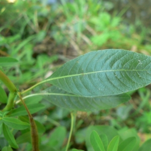  - Ludwigia peploides subsp. montevidensis (Spreng.) P.H.Raven [1964]