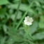  Mathieu MENAND - Epilobium lanceolatum Sebast. & Mauri [1818]