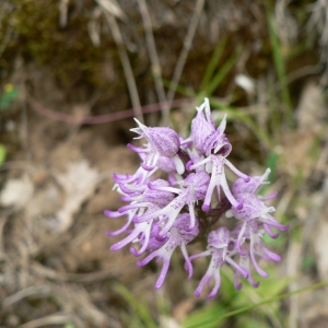 Photographie n°23212 du taxon Orchis simia Lam. [1779]