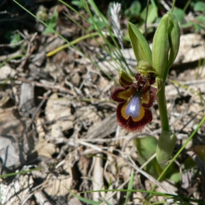 Photographie n°23213 du taxon Ophrys ciliata Biv. [1806]