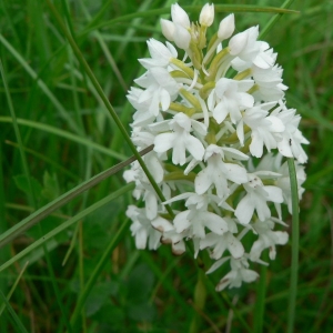 Photographie n°23214 du taxon Anacamptis pyramidalis (L.) Rich. [1817]