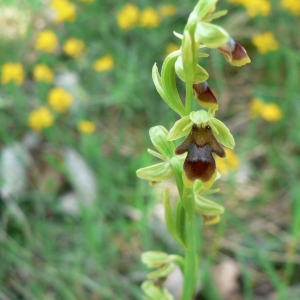 Photographie n°23215 du taxon Ophrys aymoninii (Breistr.) Buttler [1986]