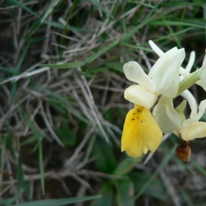 Orchis pauciflora Ten. (Orchis à fleurs peu nombreuses)