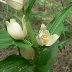 Photographie n°23217 du taxon Cephalanthera damasonium (Mill.) Druce [1906]