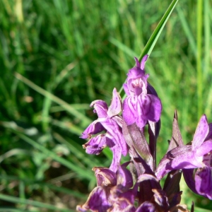 Photographie n°23227 du taxon Dactylorhiza incarnata (L.) Soó [1962]