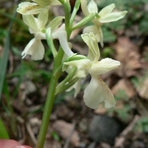 Photographie n°23232 du taxon Orchis provincialis Balb. ex DC. [1806]