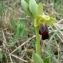  Mathieu MENAND - Ophrys sulcata Devillers & Devillers-Tersch. [1994]