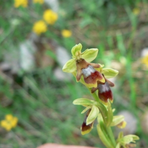 Photographie n°23235 du taxon Ophrys aymoninii (Breistr.) Buttler [1986]