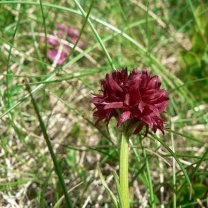 Photographie n°23238 du taxon Gymnadenia austriaca (Teppner & E.Klein) P.Delforge [1998]