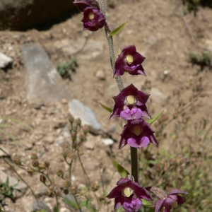 Photographie n°23247 du taxon Epipactis atrorubens (Hoffm.) Besser [1809]