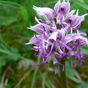 Photographie n°23251 du taxon Orchis simia Lam. [1779]