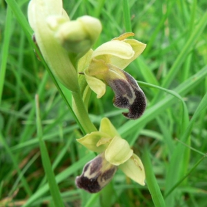 Photographie n°23254 du taxon Ophrys vasconica (O.Danesch & E.Danesch) P.Delforge [1991]