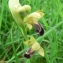  Mathieu MENAND - Ophrys vasconica (O.Danesch & E.Danesch) P.Delforge [1991]