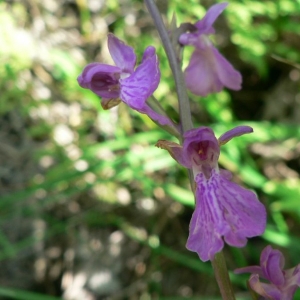 Photographie n°23260 du taxon Anacamptis palustris (Jacq.) R.M.Bateman, Pridgeon & M.W.Chase [1997]