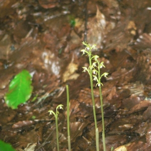 Photographie n°23263 du taxon Corallorhiza trifida Châtel. [1760]