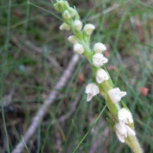 Photographie n°23266 du taxon Goodyera repens (L.) R.Br.