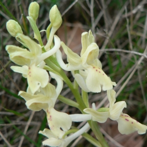 Photographie n°23267 du taxon Orchis provincialis Balb. ex DC. [1806]