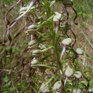 Photographie n°23269 du taxon Himantoglossum hircinum (L.) Spreng. [1826]