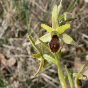 Photographie n°23274 du taxon Ophrys litigiosa E.G.Camus [1896]