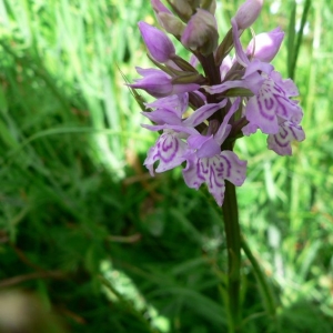 Photographie n°23285 du taxon Dactylorhiza fuchsii (Druce) Soó [1962]