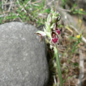 Photographie n°23286 du taxon Anacamptis coriophora subsp. fragrans (Pollini) R.M.Bateman, Pridgeon & Chase [1997]