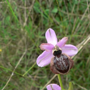 Photographie n°23287 du taxon Ophrys aveyronensis (J.J.Wood) P.Delforge [1984]