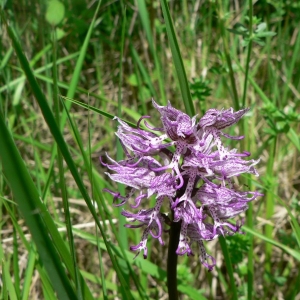 Photographie n°23289 du taxon Orchis simia Lam. [1779]