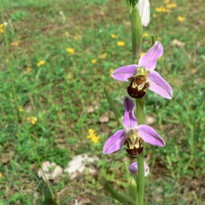 Photographie n°23292 du taxon Ophrys apifera Huds. [1762]