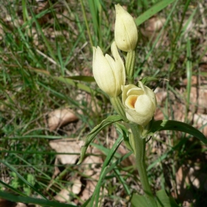 Photographie n°23294 du taxon Cephalanthera damasonium (Mill.) Druce