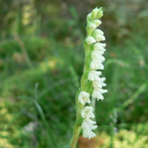 Photographie n°23296 du taxon Goodyera repens (L.) R.Br.