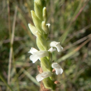 Photographie n°23297 du taxon Spiranthes aestivalis (Poir.) Rich. [1817]