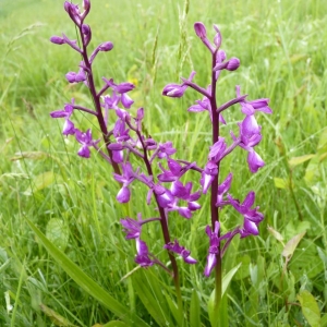 Photographie n°23298 du taxon Anacamptis laxiflora (Lam.) R.M.Bateman, Pridgeon & M.W.Chase [1997]