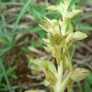 Photographie n°23306 du taxon Dactylorhiza viridis (L.) R.M.Bateman, Pridgeon & M.W.Chase [1997]