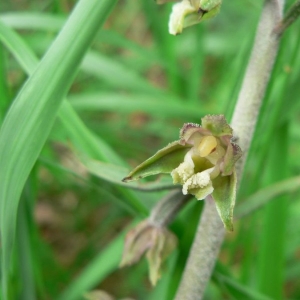 Photographie n°23309 du taxon Epipactis microphylla (Ehrh.) Sw. [1800]