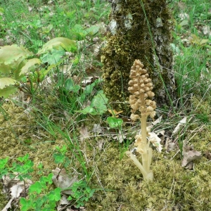 Photographie n°23313 du taxon Neottia nidus-avis (L.) Rich.