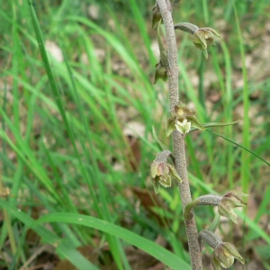 Photographie n°23319 du taxon Epipactis microphylla (Ehrh.) Sw. [1800]