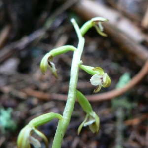 Photographie n°23321 du taxon Corallorhiza trifida Châtel. [1760]