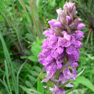 Photographie n°23326 du taxon Dactylorhiza majalis (Rchb.) P.F.Hunt & Summerh. [1965]