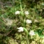  Mathieu MENAND - Goodyera repens (L.) R.Br.
